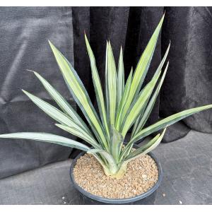 Agave sisalana (variegated) 3-gallon pots